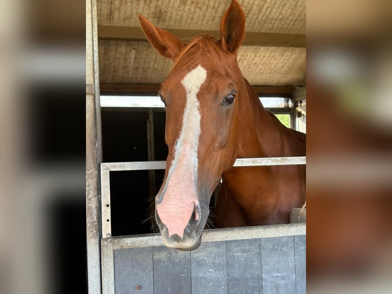 Zangersheide Merrie 16 Jaar 172 cm Vos in Berendrecht