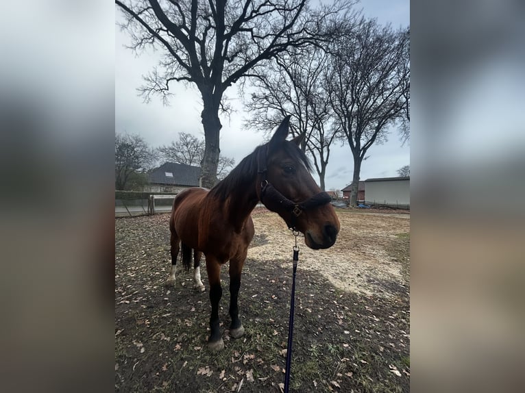 Zangersheide Merrie 16 Jaar 173 cm Bruin in Küsten