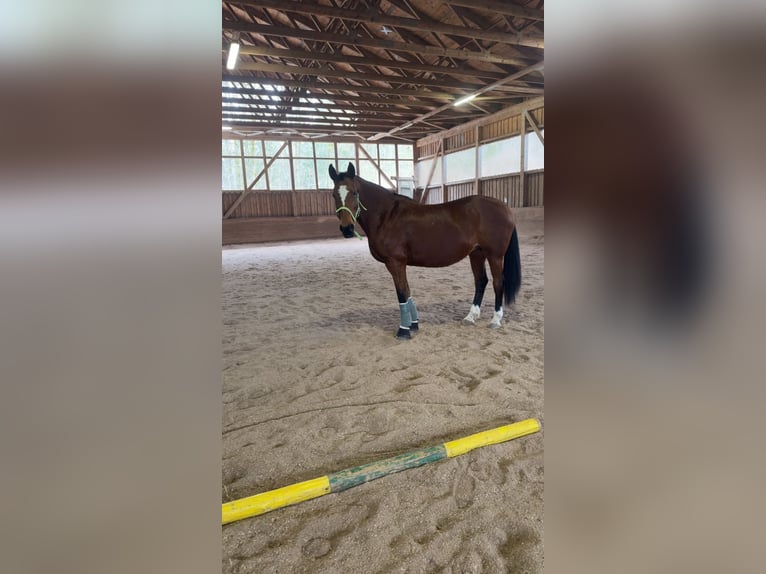 Zangersheide Merrie 17 Jaar 162 cm Bruin in Neudrossenfeld