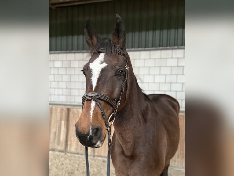 Zangersheide Merrie 17 Jaar 162 cm Bruin in Oud Gastel