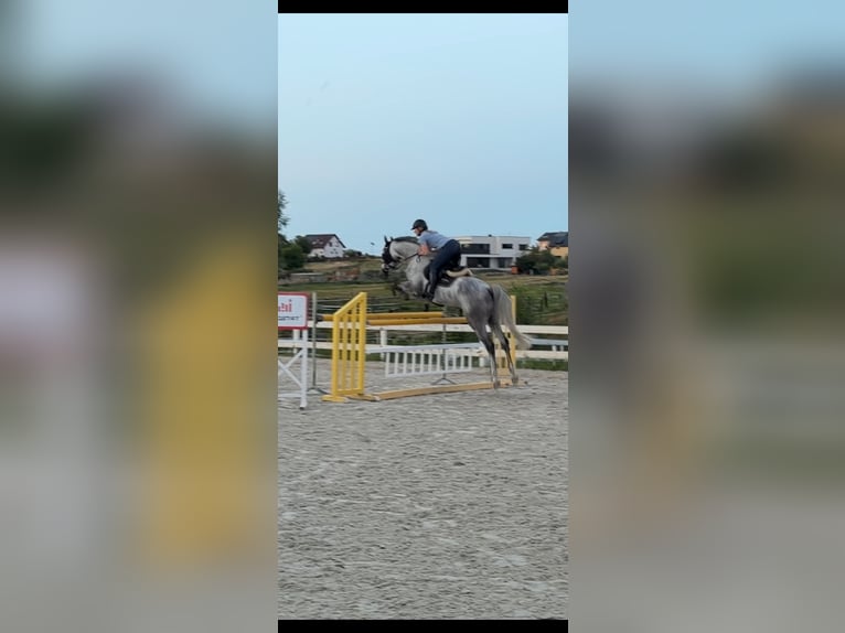 Zangersheide Merrie 17 Jaar 167 cm Schimmel in Wodzisław Śląski