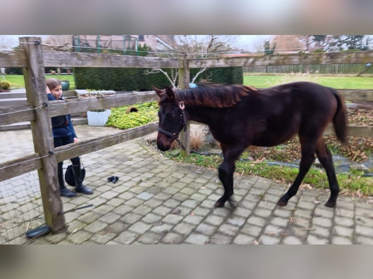 Zangersheide Merrie 1 Jaar 130 cm Donkerbruin in Bilzen