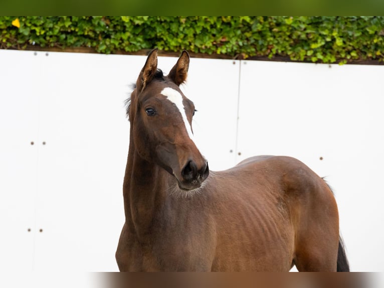 Zangersheide Merrie 1 Jaar 145 cm Donkerbruin in Waddinxveen Zangersheide Merrie 1 Jaar 145 cm Donkerbruin in Waddinxveen