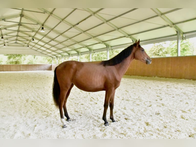 Zangersheide Merrie 1 Jaar 152 cm Bruin in GROTE-BROGEL