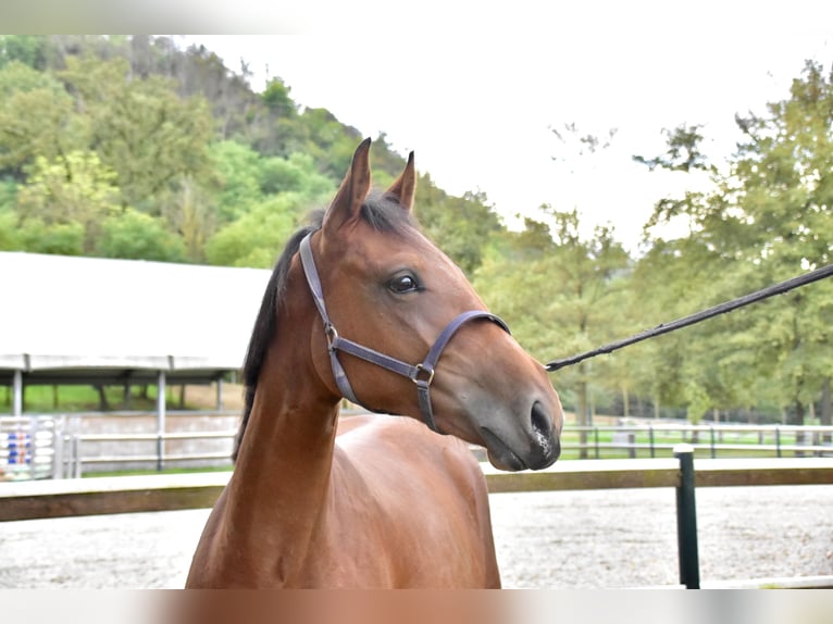 Zangersheide Merrie 1 Jaar 152 cm Bruin in GROTE-BROGEL