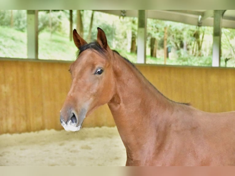 Zangersheide Merrie 1 Jaar 152 cm Bruin in GROTE-BROGEL