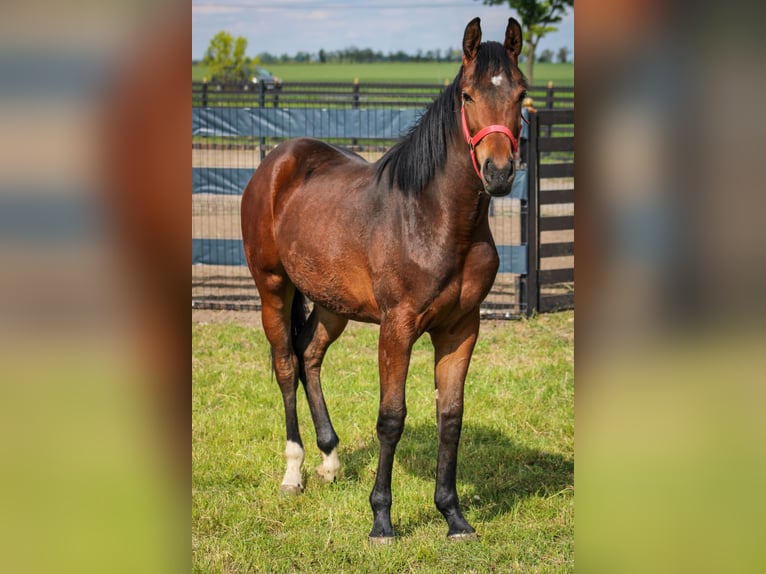 Zangersheide Merrie 1 Jaar 155 cm Bruin in Kosowo