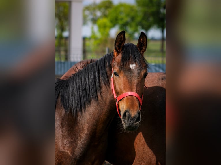 Zangersheide Merrie 1 Jaar 155 cm Bruin in Kosowo