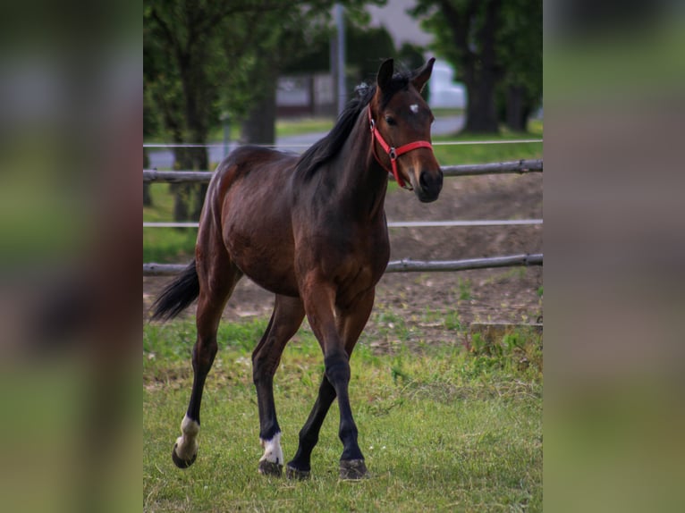 Zangersheide Merrie 1 Jaar 155 cm Bruin in Kosowo