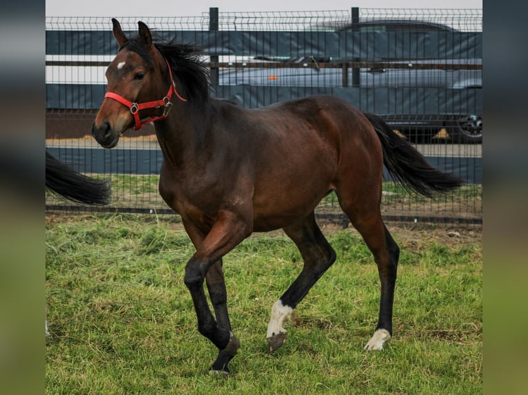 Zangersheide Merrie 1 Jaar 155 cm Bruin in Kosowo