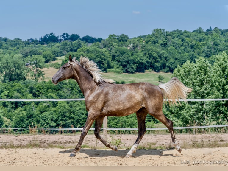 Zangersheide Merrie 1 Jaar 156 cm Zwart in Cublac