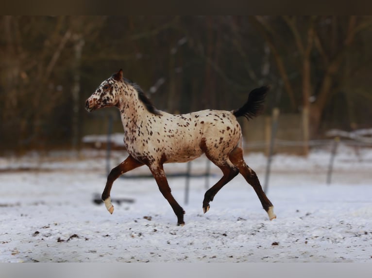 Zangersheide Merrie 1 Jaar 160 cm Appaloosa in Otwock