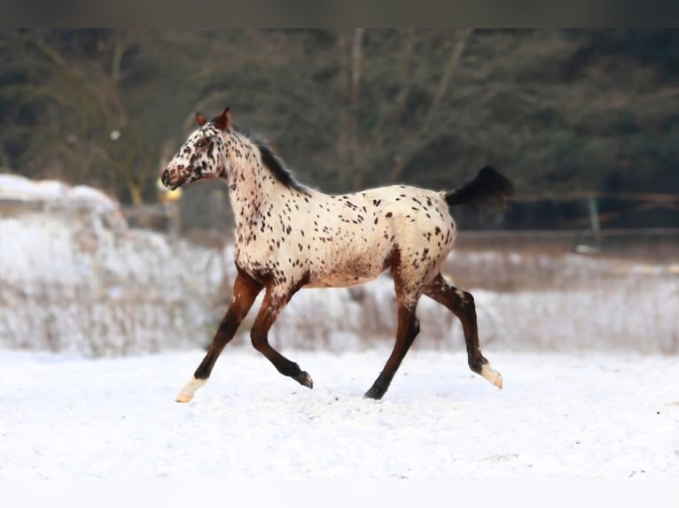 Zangersheide Merrie 1 Jaar 160 cm Appaloosa in Otwock
