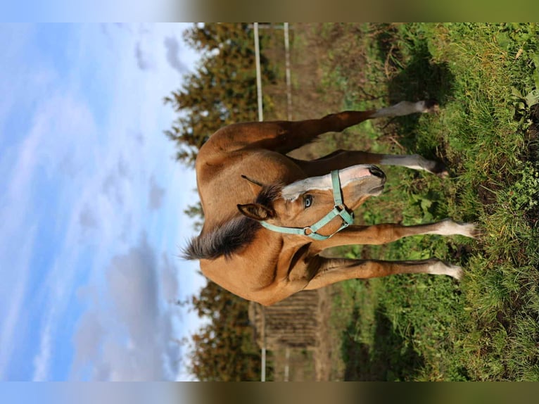 Zangersheide Merrie 1 Jaar 167 cm Buckskin in Złotów
