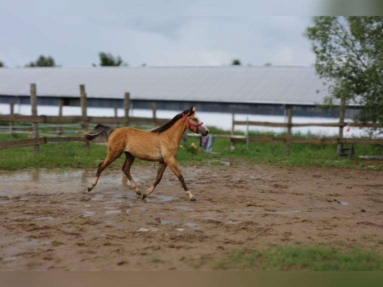 Zangersheide Merrie 1 Jaar 167 cm Buckskin in Złotów