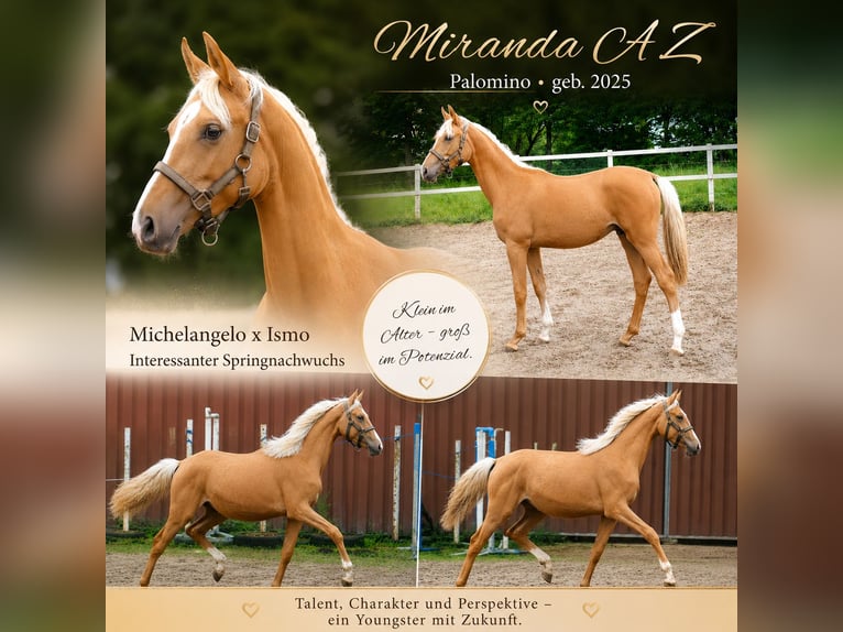 Zangersheide Merrie 1 Jaar 167 cm Palomino in Borgentreich