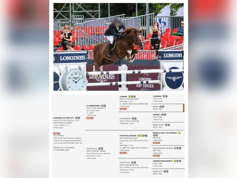 Zangersheide Merrie 1 Jaar 168 cm Schimmel in Łańcut
