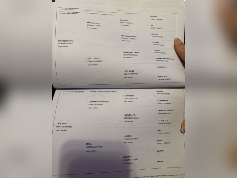 Zangersheide Merrie 1 Jaar 168 cm Schimmel in Łańcut