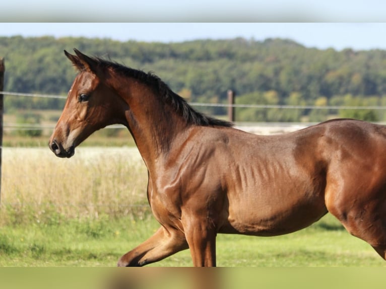 Zangersheide Merrie 1 Jaar 170 cm Bruin in Dobromierz