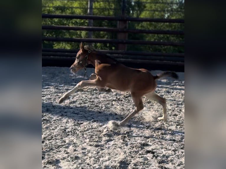 Zangersheide Merrie 1 Jaar 170 cm Bruin in Liège