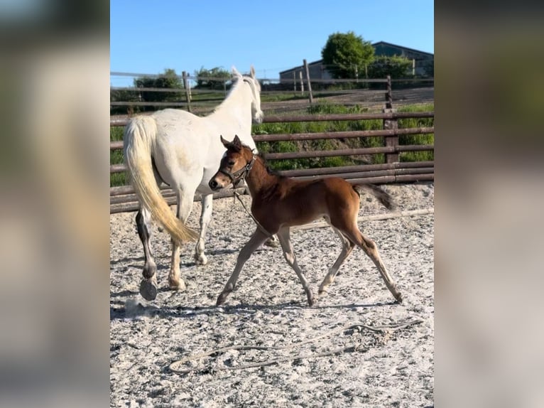 Zangersheide Merrie 1 Jaar 170 cm Bruin in Liège