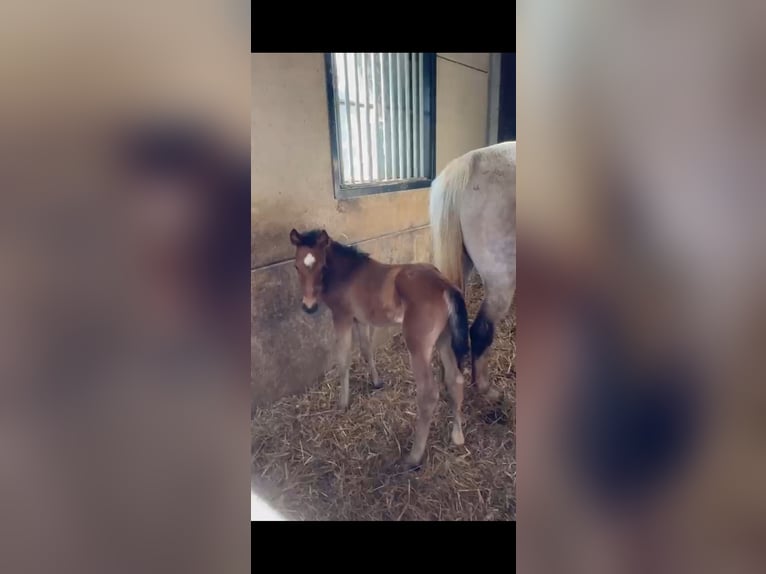 Zangersheide Merrie 1 Jaar 170 cm Bruin in Liège