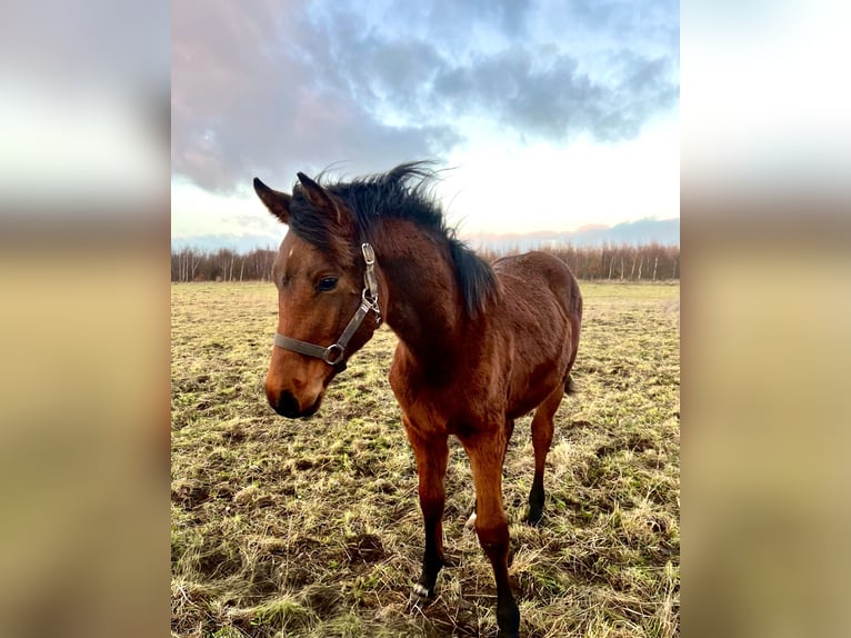 Zangersheide Merrie 1 Jaar 170 cm Donkerbruin in Hjallerup