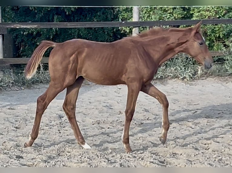 Zangersheide Merrie 1 Jaar 170 cm Vos in Mücheln (Geiseltal)
