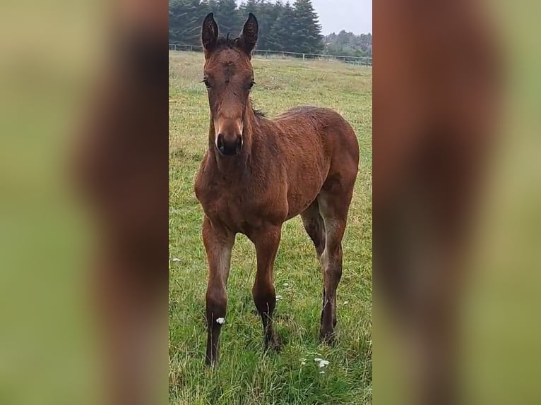 Zangersheide Merrie 1 Jaar Bruin in Bredebro