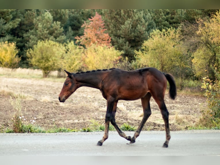 Zangersheide Merrie 1 Jaar Donkerbruin in Antoniów