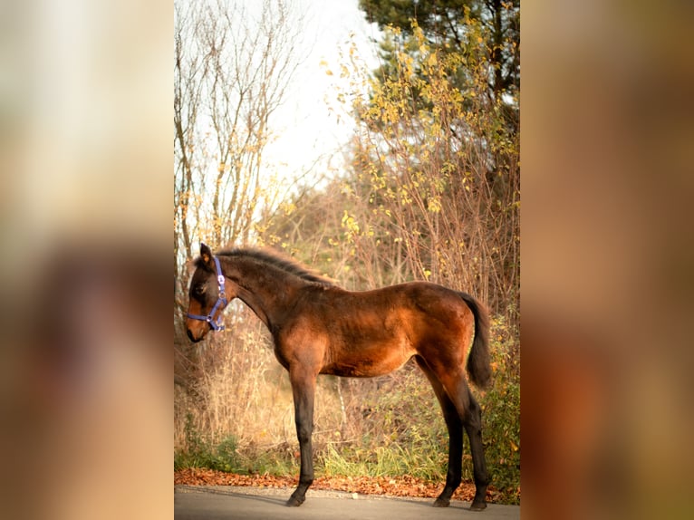 Zangersheide Merrie 1 Jaar Donkerbruin in Antoniów