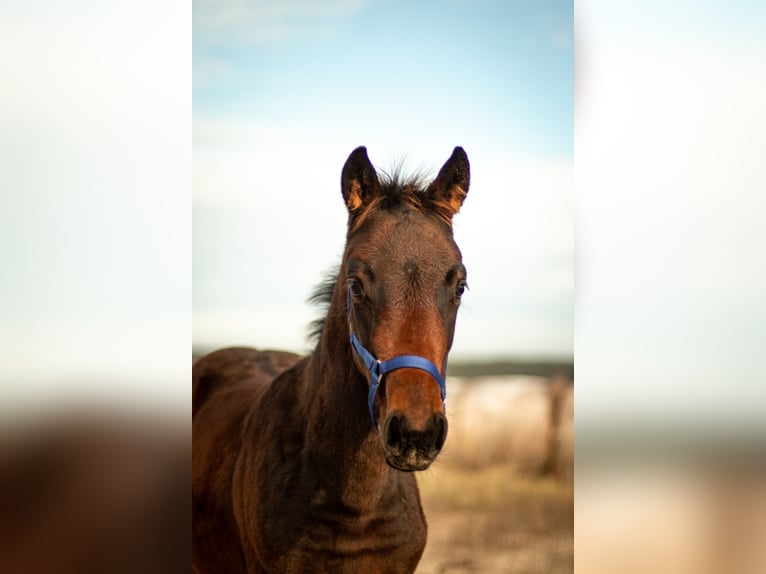 Zangersheide Merrie 1 Jaar Donkerbruin in Antoniów