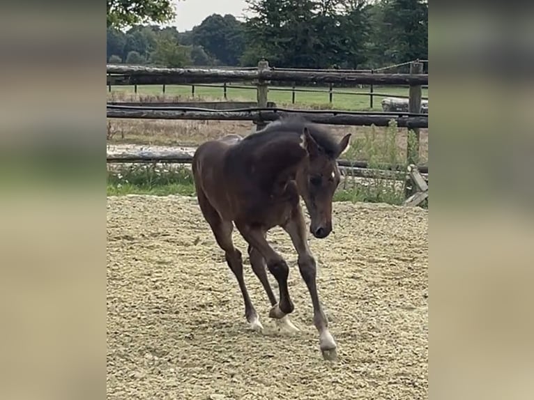 Zangersheide Merrie 1 Jaar Donkerbruin in Kevelaer