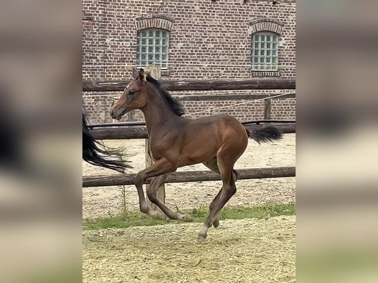 Zangersheide Merrie 1 Jaar Donkerbruin in Kevelaer