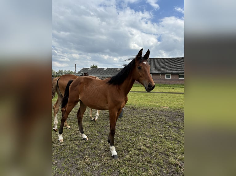 Zangersheide Merrie 1 Jaar Donkerbruin in Meijel