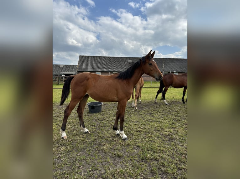 Zangersheide Merrie 1 Jaar Donkerbruin in Meijel