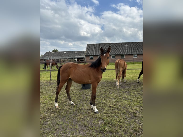 Zangersheide Merrie 1 Jaar Donkerbruin in Meijel