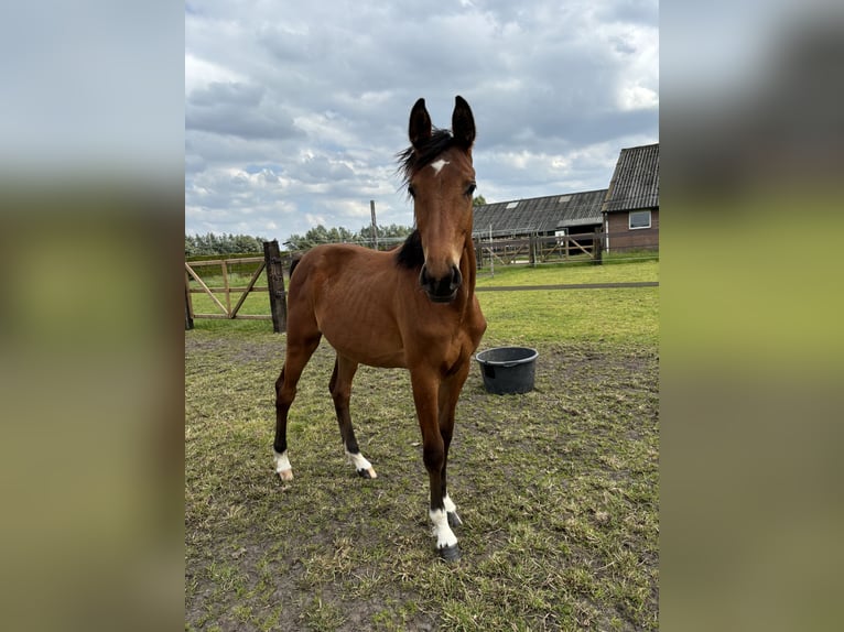 Zangersheide Merrie 1 Jaar Donkerbruin in Meijel