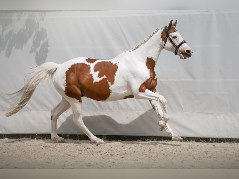 Zangersheide Merrie 1 Jaar Gevlekt-paard in Rościsławice