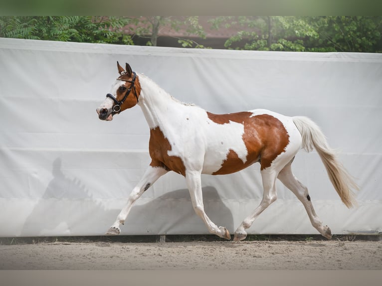 Zangersheide Merrie 1 Jaar Gevlekt-paard in Rościsławice