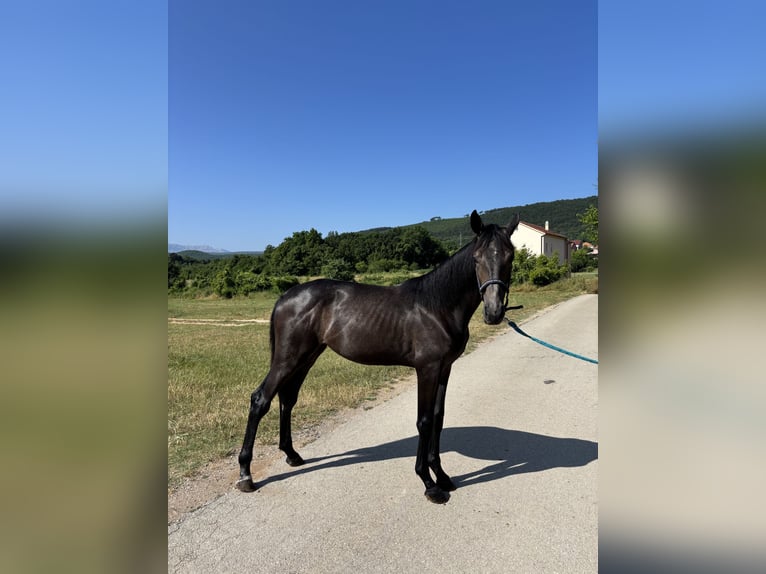 Zangersheide Merrie 1 Jaar kan schimmel zijn in Sinj