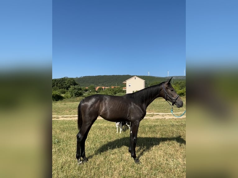 Zangersheide Merrie 1 Jaar kan schimmel zijn in Sinj