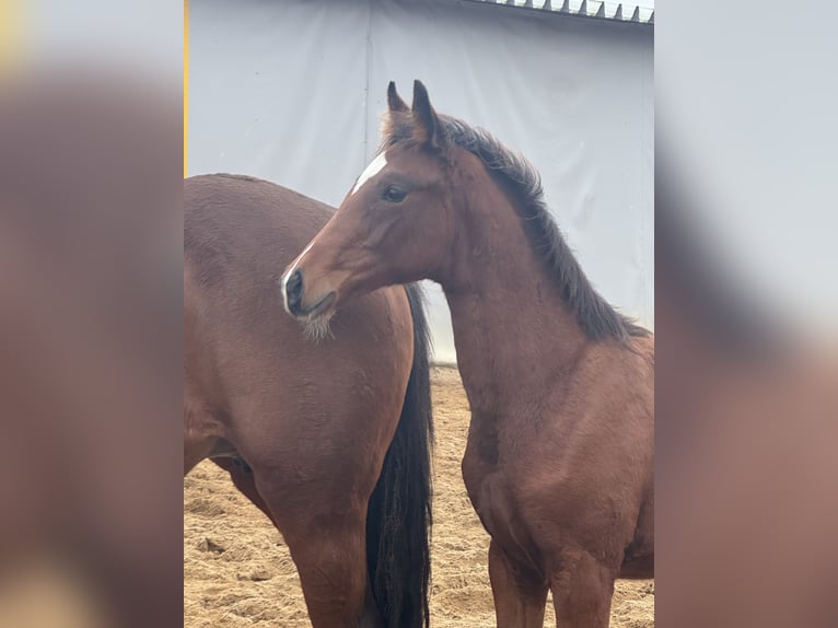 Zangersheide Merrie 1 Jaar Roodbruin in Świetakowo