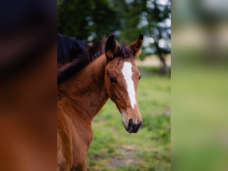 Zangersheide Merrie 1 Jaar Roodbruin in Świetakowo