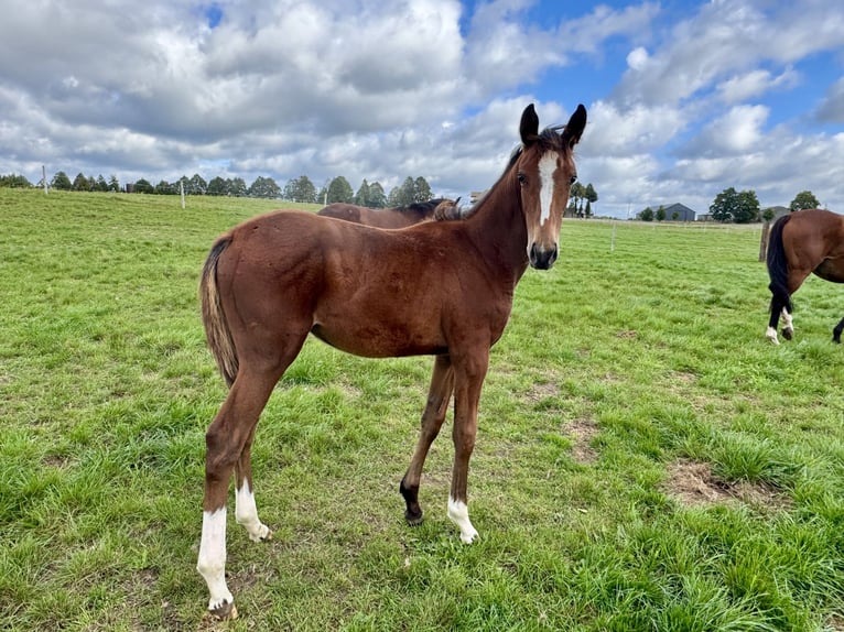 Zangersheide Merrie 1 Jaar Roodbruin in Świetakowo