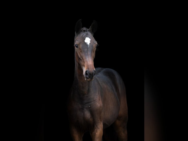 Zangersheide Merrie 1 Jaar Roodbruin in Tök