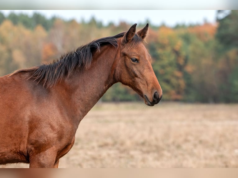 Zangersheide Merrie 1 Jaar Roodbruin in Zielona Góra