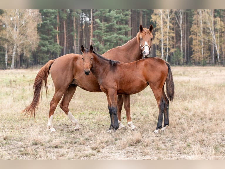 Zangersheide Merrie 1 Jaar Roodbruin in Zielona Góra