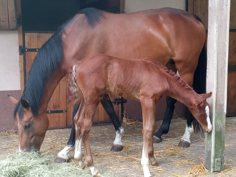 Zangersheide Merrie 1 Jaar Schimmel in Ruda