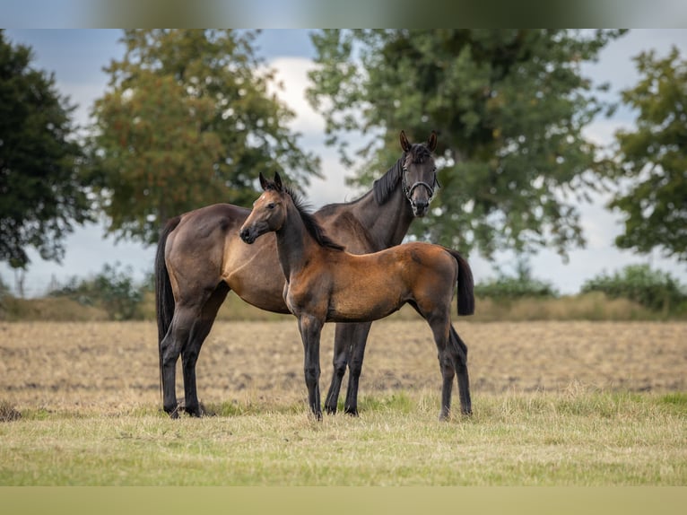 Zangersheide Merrie 1 Jaar Schimmel in Wudzyn